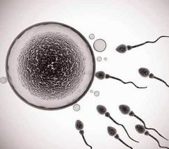 试管婴儿生的孩子更像谁(试管婴儿的孩子智商如何)